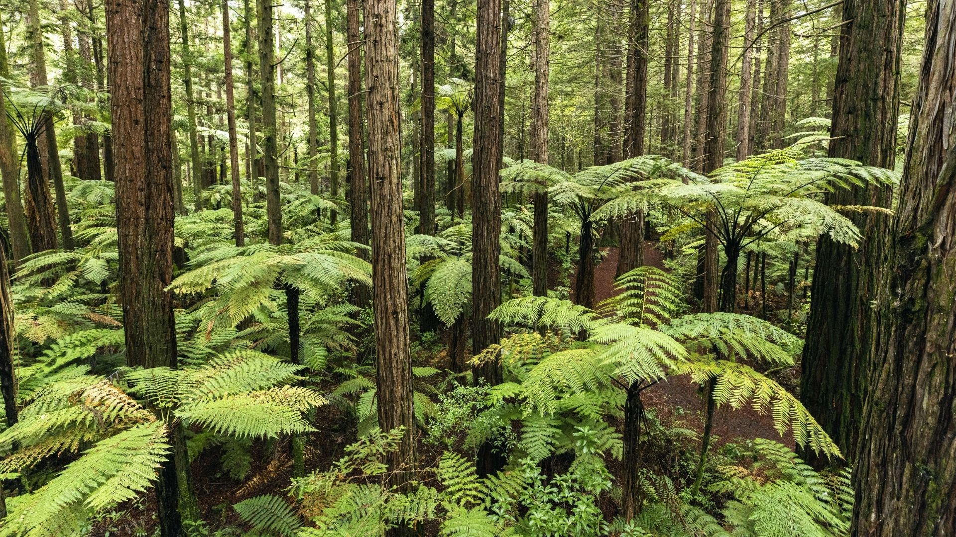 #4 Forest #4 Forest