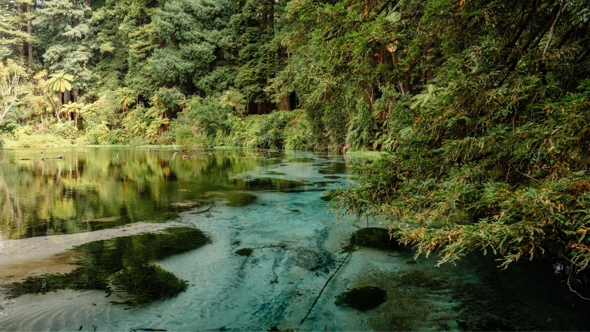 #5 Hamurana Springs