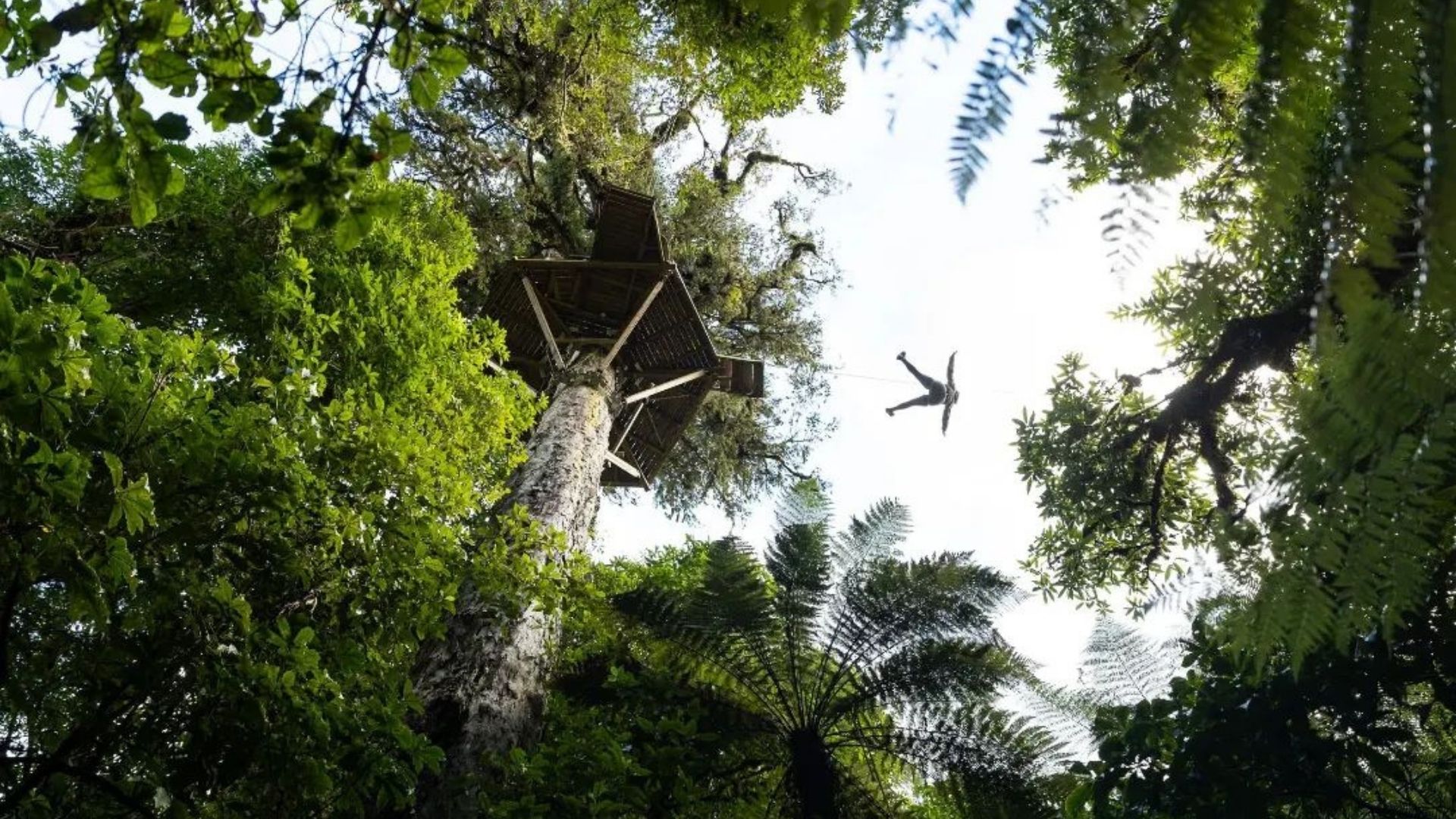 Canopy-Tours.jpg