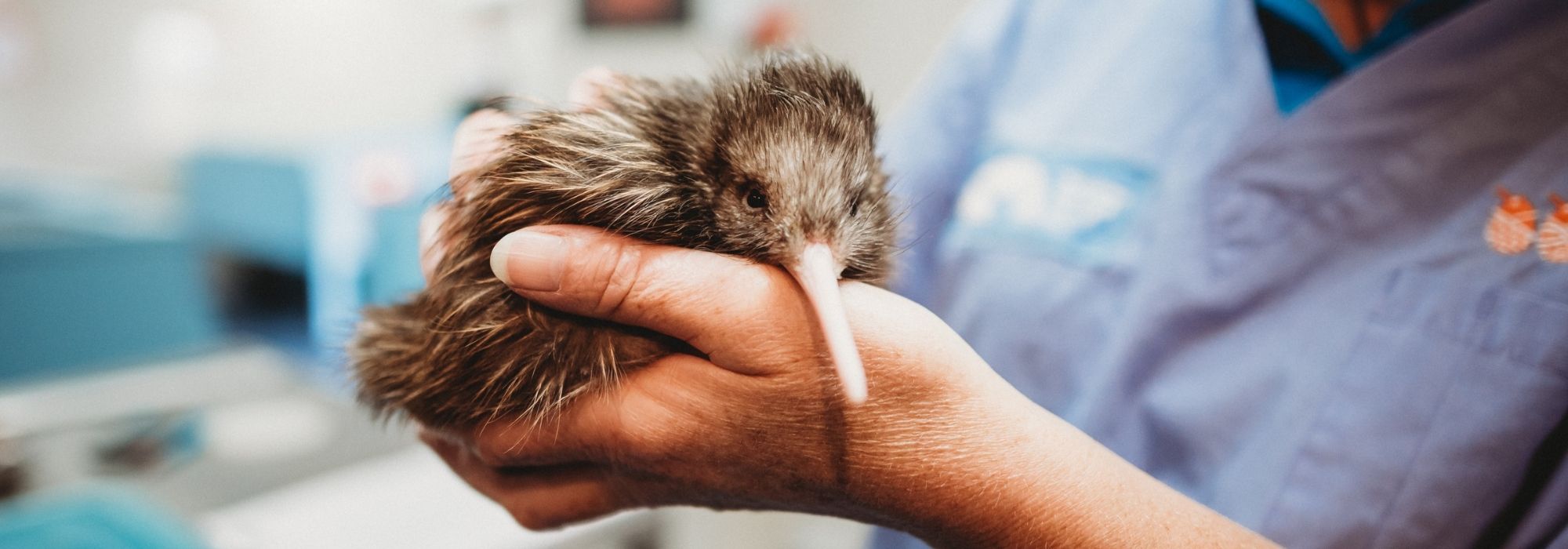 The good eggs at National Kiwi Hatchery