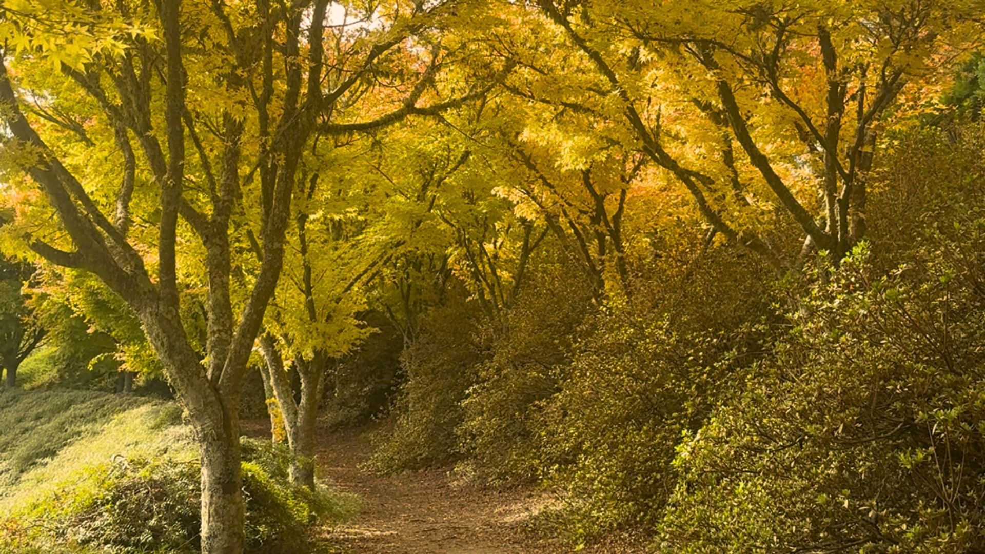 Centennial-Park_1.jpg