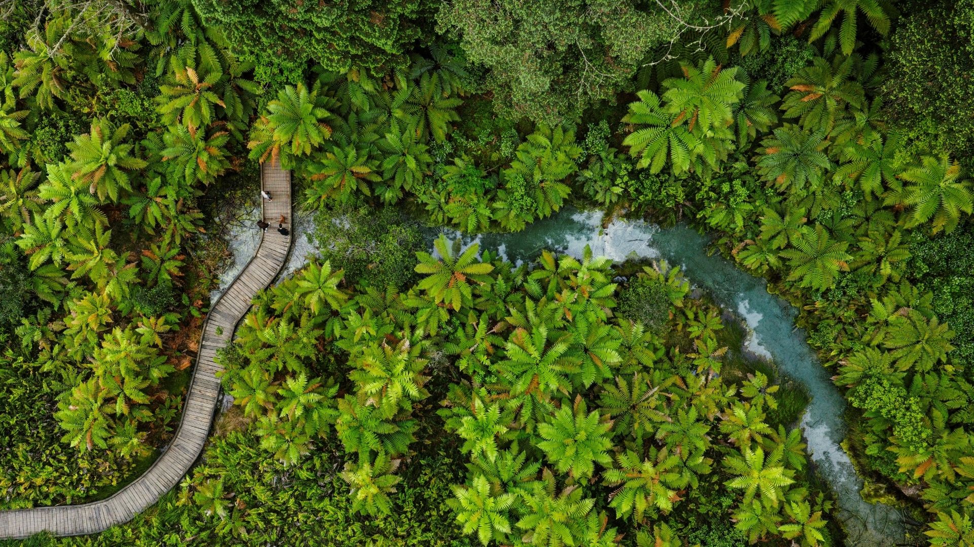 Whakarewarewa-Forest.jpg