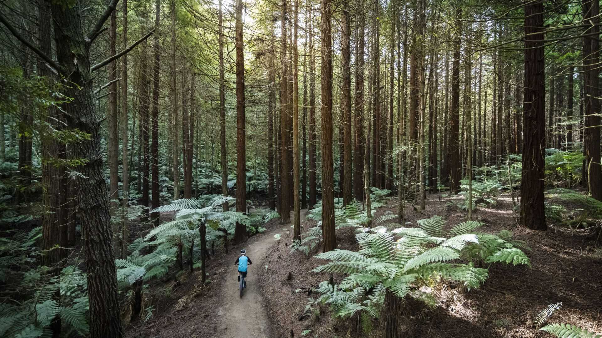 whakarewarewa-forest-loop-spring-graeme-murray-4 whakarewarewa-forest-loop-spring-graeme-murray-4