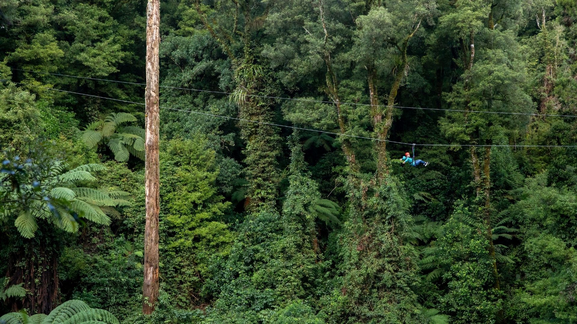 #8 Canopy Tours