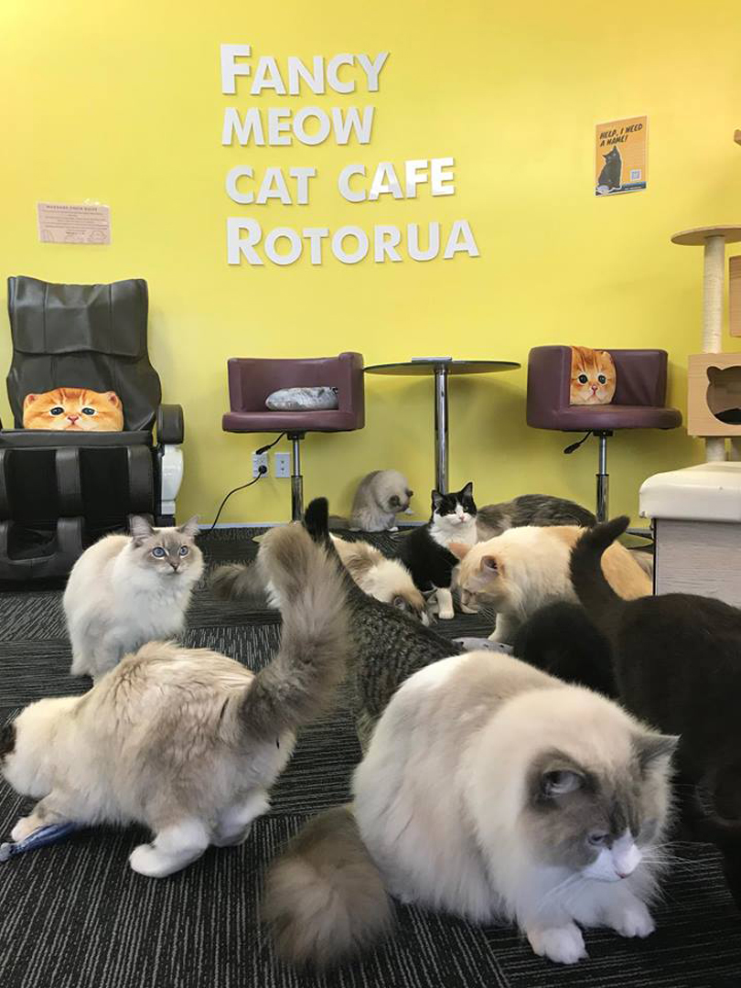  Fancy  Meow  Cat  Caf  Rotorua NZ