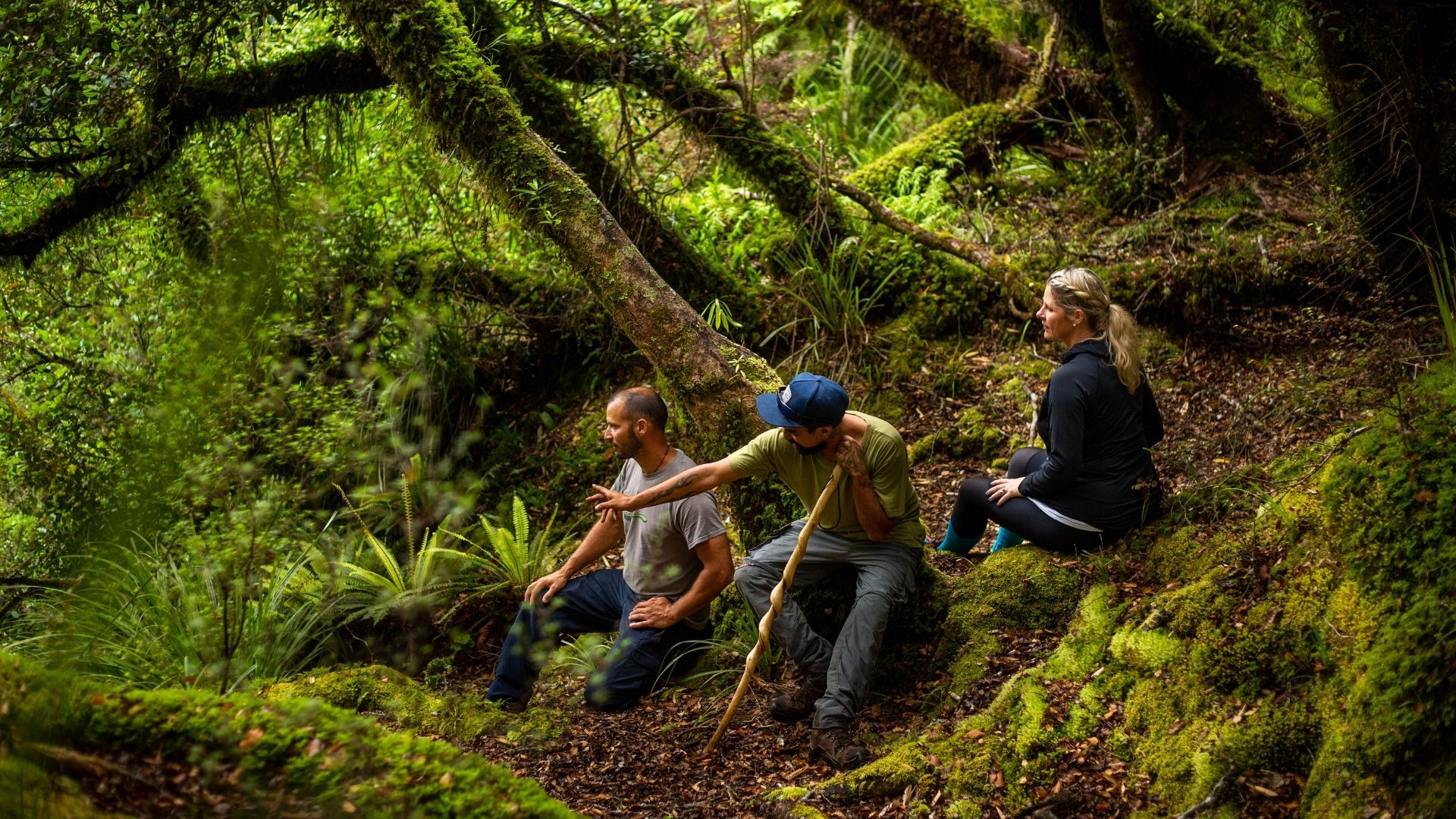 Whirinaki-Forest.jpg Whirinaki-Forest.jpg
