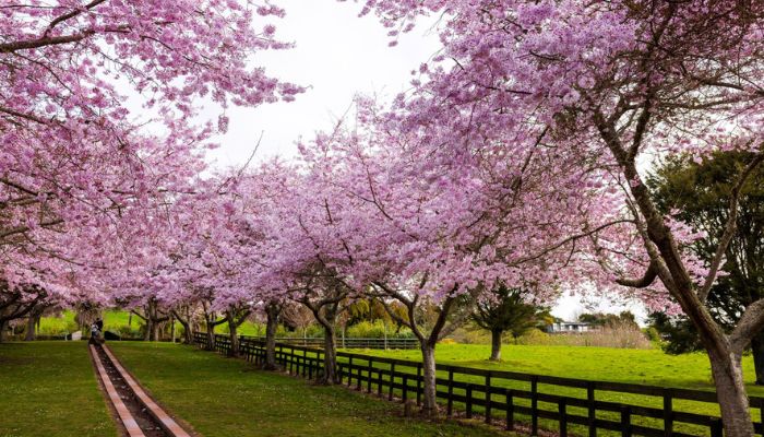 Cherry-Blossoms-Spring-700x400.jpg Cherry-Blossoms-Spring-700x400.jpg