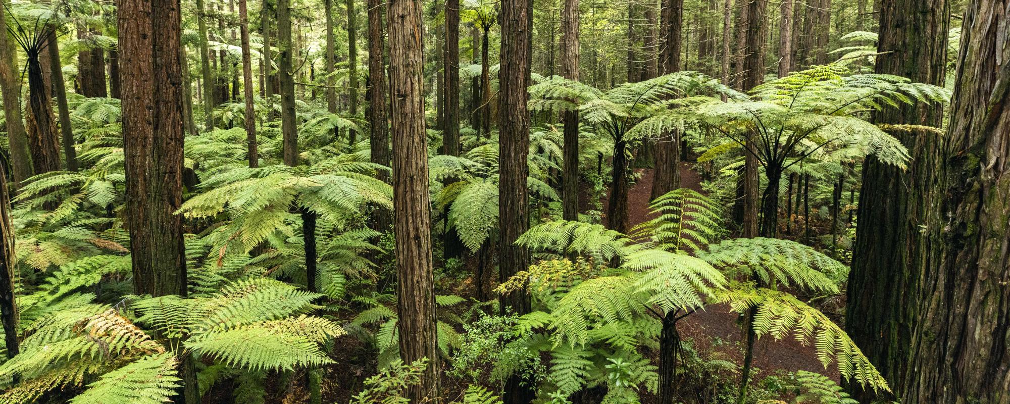 Building a future of sustainable, inclusive growth for forestry