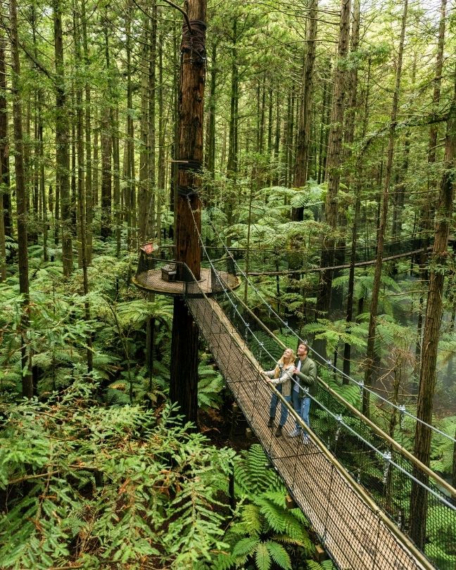 Overlooking Redwoods Treewalk