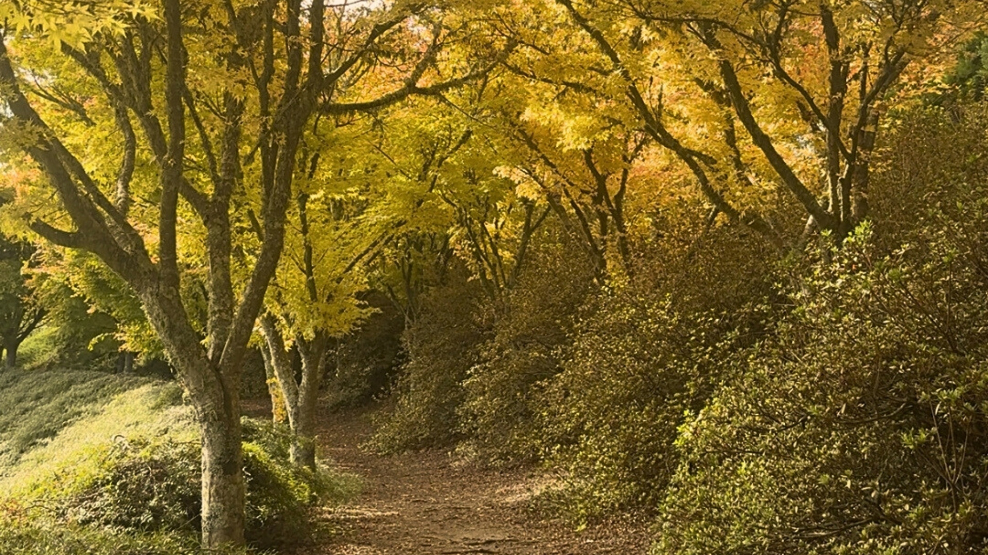 Centennial-Park.jpg Centennial-Park.jpg