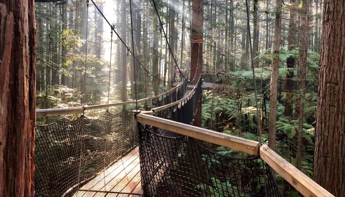 Blues_Treewalk_1.jpg