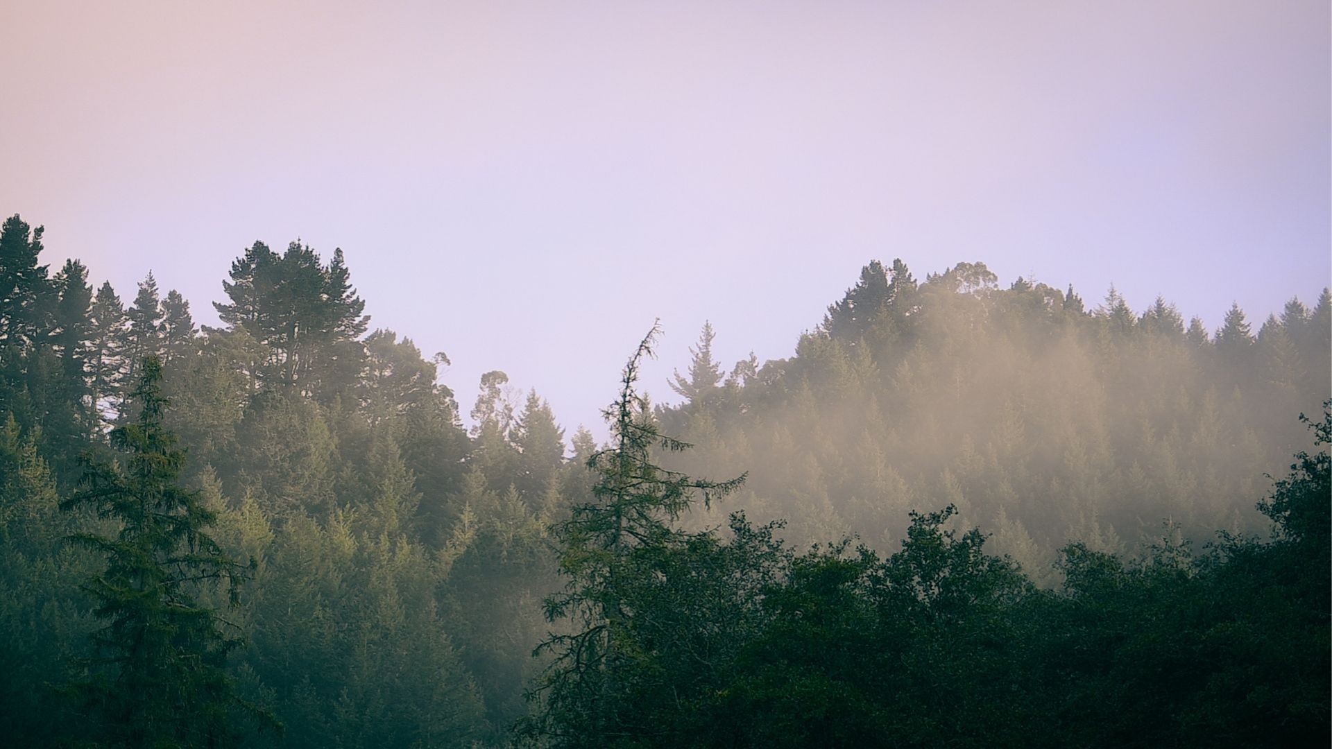 Whakarewarewa-Forest.jpg Whakarewarewa-Forest.jpg