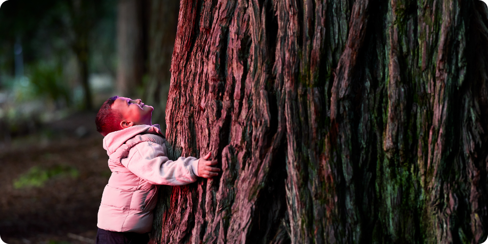 Rotorua Redwoods