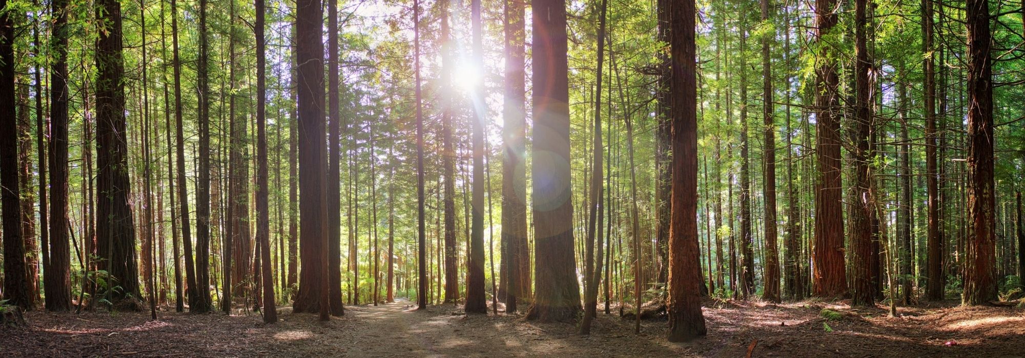 Trail lowdown: Walkers and runners find their perfect match in Rotorua